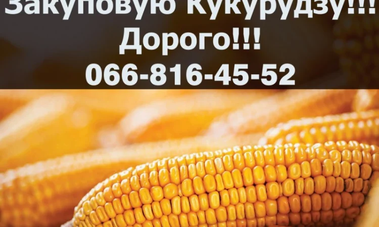 Придбаю кукурудзу від фермерів та населення!Наявні Контракти!Дорого - фото № 1