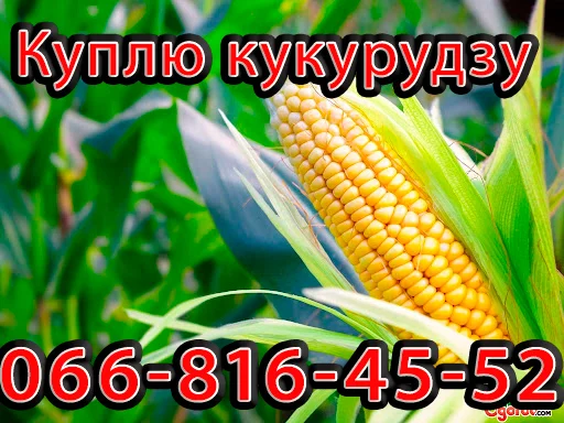 Закупівля кукурудзи поточного урожаю - фото № 1