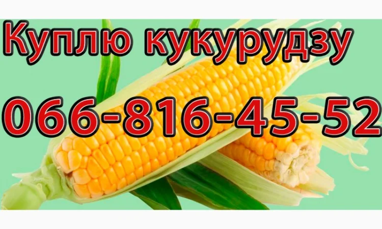 Закупка кукурузы цьогорічного урожаю в Полтаве - фото № 1