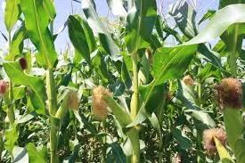 Гібрид Тактик ФАО 240 насіння кукурудзи - продаж - фото № 1