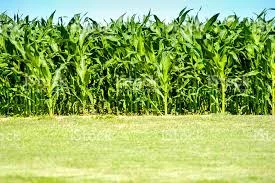 Семена кукурузы Гибрид Марлиз ФАО 280 - фото № 1