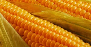 Продаю семена кукурузы Гибрид Кодивал ФАО 290 - фото № 1