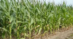 Гибрид Твист ФАО 270 семена кукурузы на продажу - фото № 1