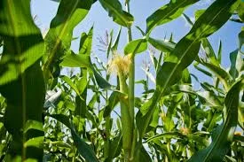 Насіння кукурудзи ФІЕСТА ДН ФАО 260 на продаж - фото № 1