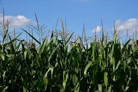 Насіння кукурудзи НС 2662 ФАО 300 на продаж - фото № 1