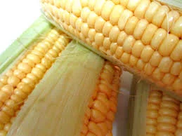 Семена кукурузи РАМ 8663 на продаж - фото № 1