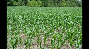 Семена кукурузи ЗБРУЧ ФАО 310 продажа - фото № 1