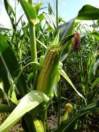 Насіння кукурудзи ХОТИН ДН ФАО 280 - фото № 1