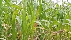 КРЕМЕНЬ 200 СВ ФАО 210 семена кукурузы - фото № 1