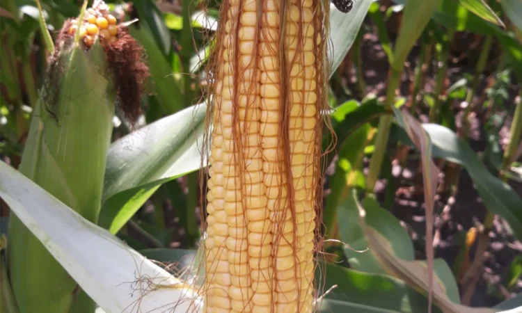 Гибрид кукурузы Меган (FAO 250) семена в продаже - фото № 1