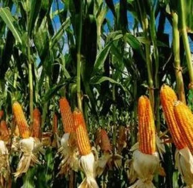 Продаж насіння кукурудзи гібрид Муасон ФАО-330 - фото № 1