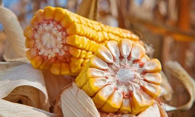 Продаж насіння кукурудзи гібрид Тіадор ФАО 360 - фото № 1