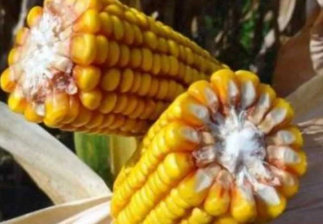 Насіння кукурудзи гібрид Марсель ФАО - 280 - фото № 1