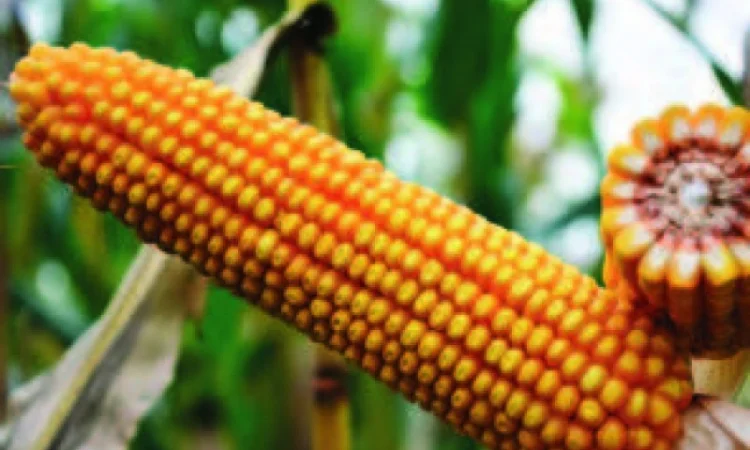 Продаж насіння кукурудзи - фото № 1