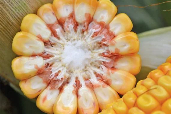 Кукурудза гібрид АРЛЕН (ФАО 300) на продаж - фото № 1