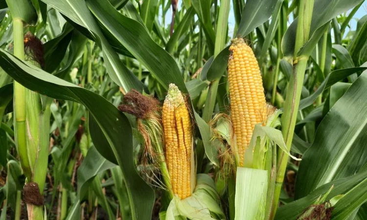 Насіння кукурудзи Матео ФАО 320 для продажу - фото № 1