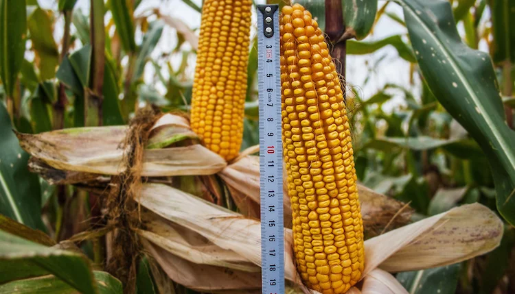 Кукуруза гибрид ДАНИЭЛЬ ФАО 280 - фото № 1