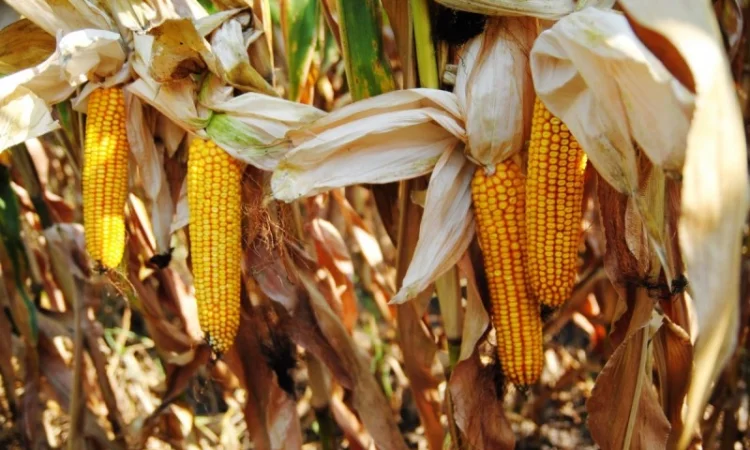 Семена кукурузы Блейд ФАО 300 на продажу - фото № 1