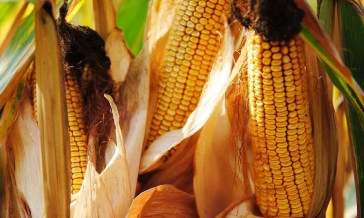 Продаж насіння кукурудзи гібрид руні фао 320 - фото № 1