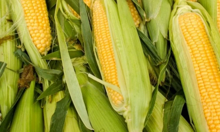 Насіння кукурудзи гібрид Арлен ФАО 300 - продаж - фото № 1