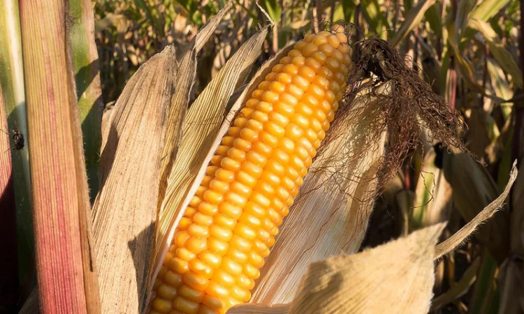 Продаж насіння кукурудзи ПАРАДІЗ (ФАО 270) - фото № 1