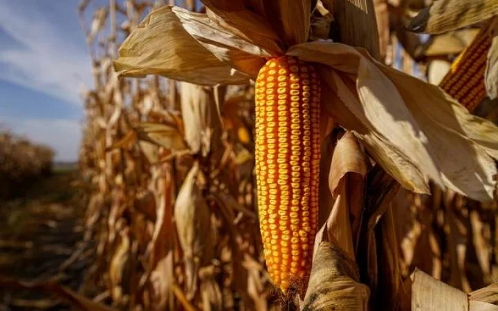 Продажа Насіння кукурудзи ДН Аджамка ФАО 350 - фото № 1