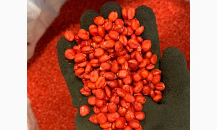 Насіння кукурудзи гібрид БАРТОН ФАО 220 на продаж - фото № 2