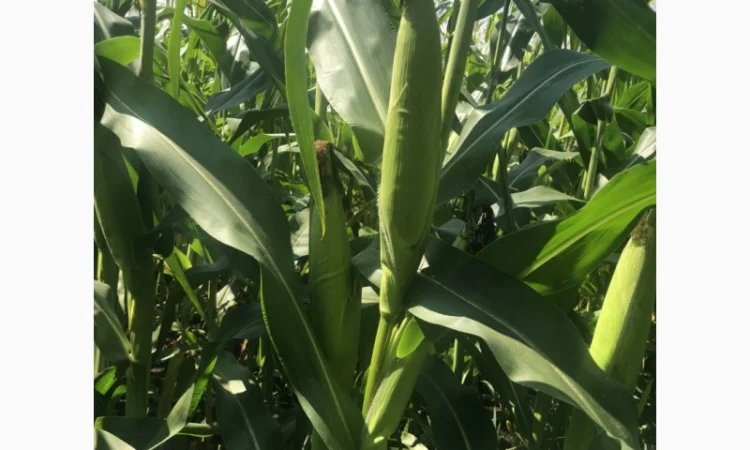 Насіння кукурудзи гібрид БАРТОН ФАО 220 на продаж - фото № 3
