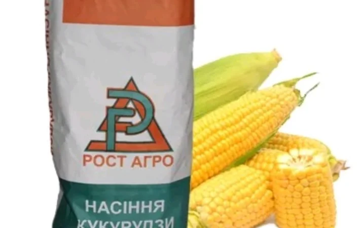 Продаж насіння кукурудзи ДН Рубін ФАО 290 - фото № 2