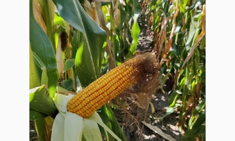 Насіння кукурудзи ЛАРСОН (ФАО 250) - фото № 1