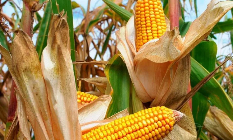 Продаж Насіння кукурудзи Сабін ФАО 280 - фото № 1