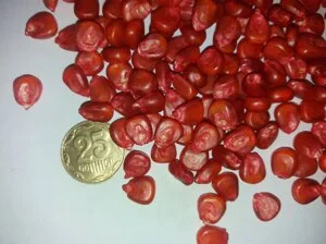 Продажа Насіння кукурудзи Альт ФАО 230 - фото № 1