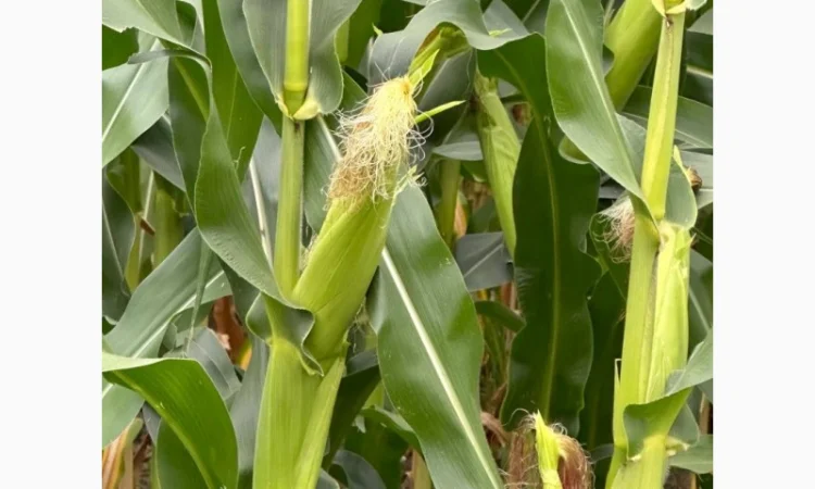 Насіння кукурудзи Девіс ФАО 280 - фото № 1