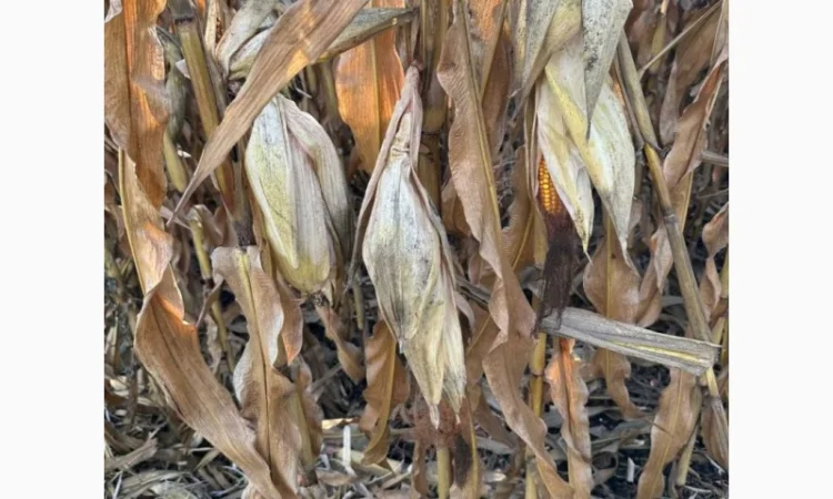 Насіння кукурудзи ДБ Хотин ФАО 280 від Рост Агро - фото № 1