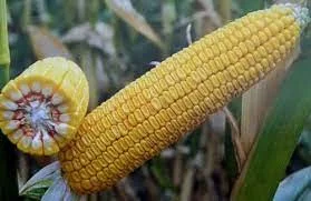 Продаж кукурудзи ДБ Хотин - фото № 1