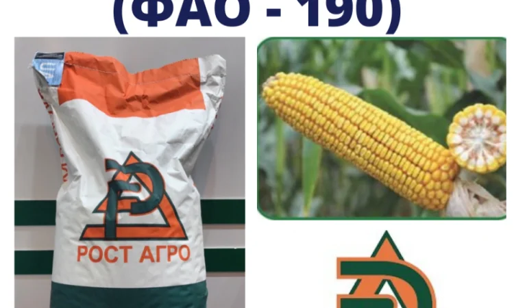 Насіння кукурудзи ДН Синевир (ФАО 190) продажа - фото № 1