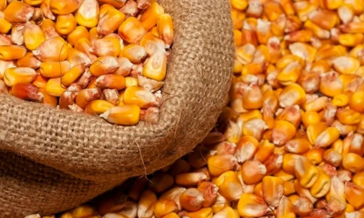 Купівля кукурудзи кормової на експорт - фото № 1