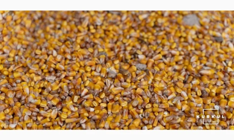 Закупка кукурузы в Волынской области - фото № 1