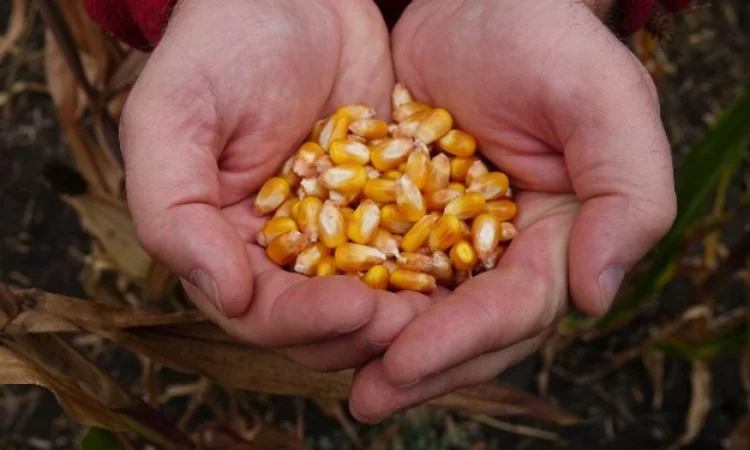 Закупка кукурузы в Львовской области - фото № 1