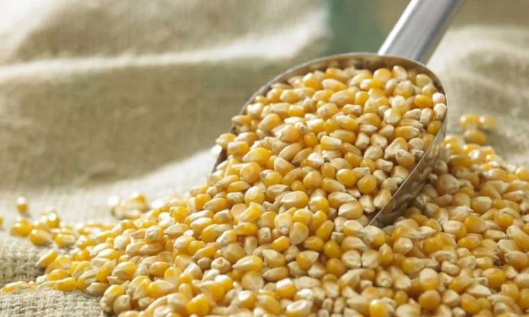 Закупка кукурудзи в Закарпатській області - фото № 1