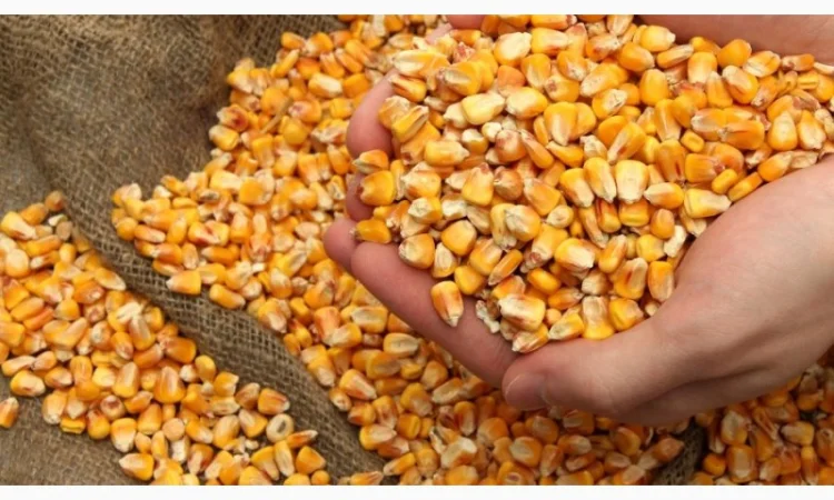 Закупівля кукурудзи в Тернопільській області - фото № 1