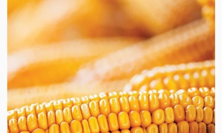 Продаж насіння кукурудзи ДБ Хотин - фото № 1