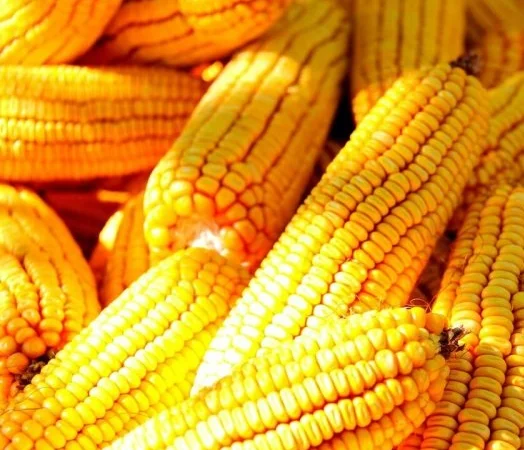 Кукуруза Дніпровський 181 СВ на продаж - фото № 1