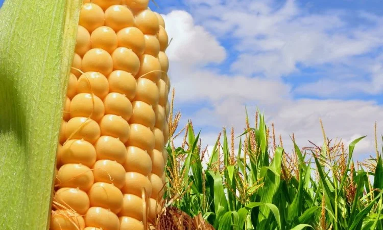 Кукурудза Кремінь 200 СВ на продажу - фото № 1