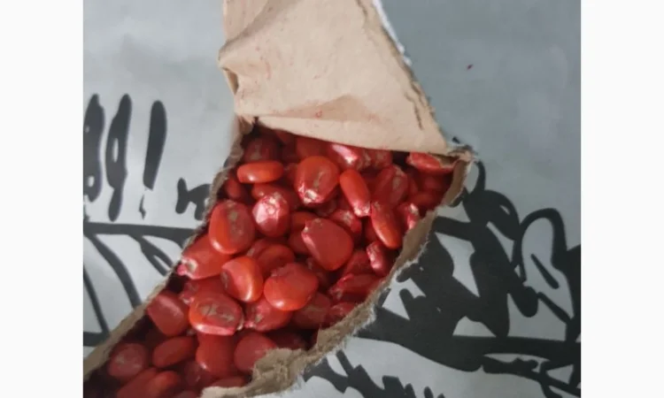 Кукурудза Кремінь 200 СВ на продажу - фото № 2