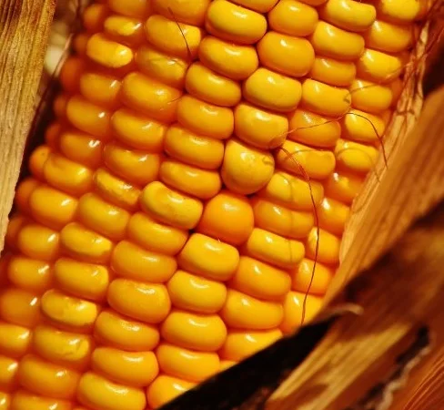 Кукурудза ДН Пивиха на продаж - фото № 1