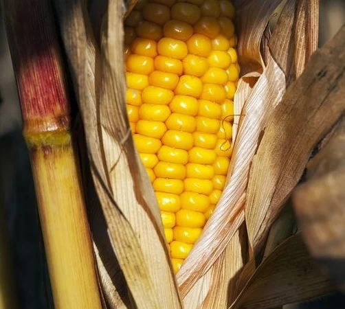 Кукурудза Кремінь 200 СВ на продажу - фото № 1