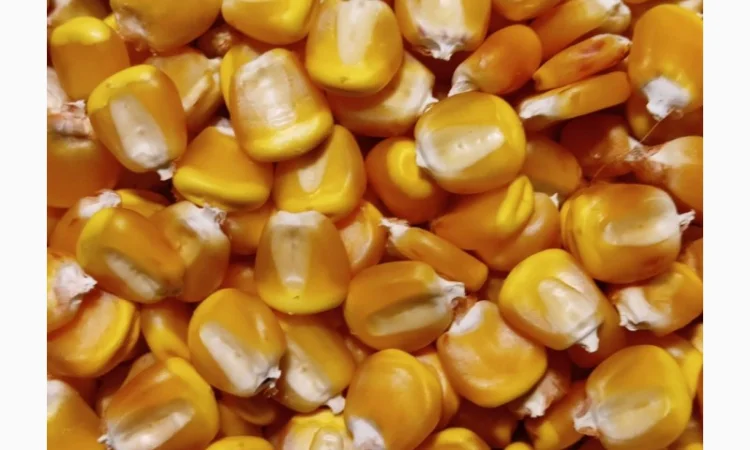 Кукурудза ДН Корунд на продажу - фото № 2