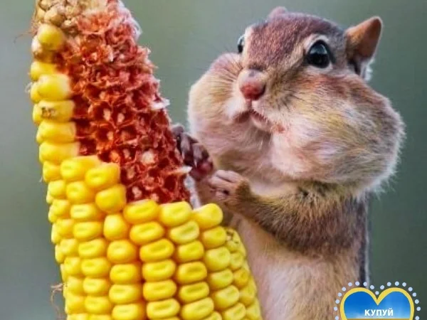 Кукурудза ДН Корунд – трилінійний гібрид - фото № 1