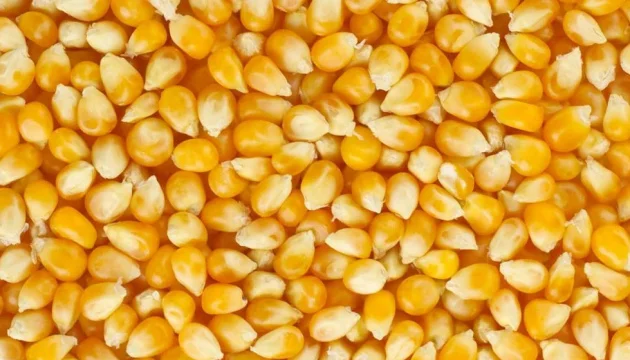 Купимо кукурудзу (База) Козелець, Чернигов, Остер, Бровари, Ніжин, Прилуки, Крюків, Десна - фото № 1